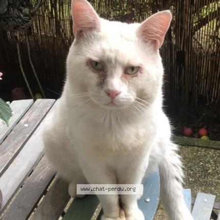 Foto 1/1 winston Chat perdido en Eaubonne