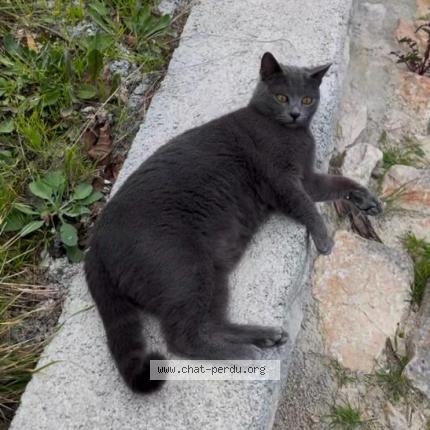 Foto 1/1 Shiva Chat perdido en Menton