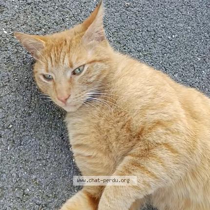 Foto 1/2 Gato encontrado Encontrado en Charleville mezieres