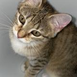 Foto del gato perdido en Mondragon