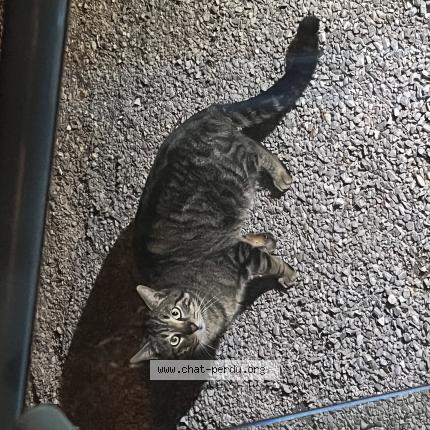 Foto 1/1 Gato encontrado Encontrado en Saleilles