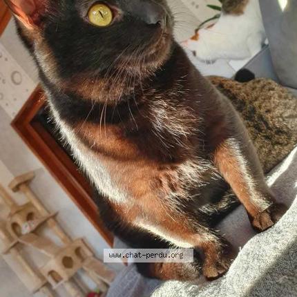 Foto 1/1 Prince Chat perdido en Eperlecques 62910