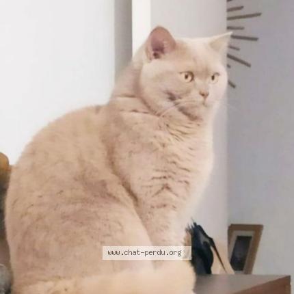 Foto 1/2 simba Chat perdido en Cournon d auvergne