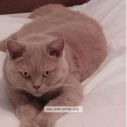 Foto 2/2 simba Chat perdido en Cournon d auvergne