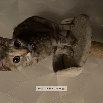Foto 1/1 Gato encontrado Encontrado en Belfort