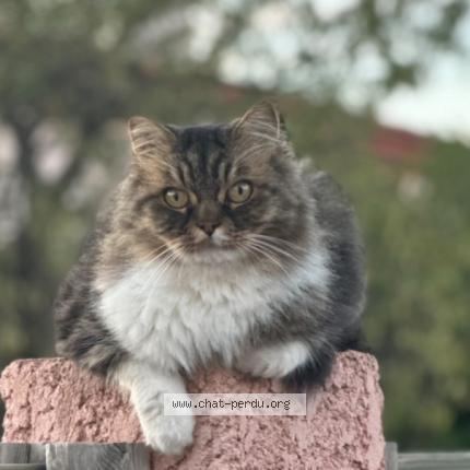 Foto 1/1 chichon Chat perdido en St andre