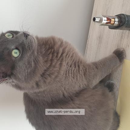 Foto 1/1 LOU Chat perdido en Vosnon