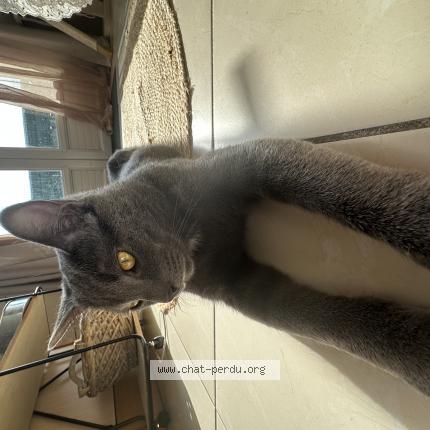 Foto 1/1 Blue Chat perdido en Chauny