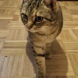 Foto del gato perdido en Georfans