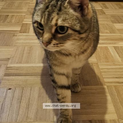 Foto 1/1 Chanel Chat perdido en Georfans