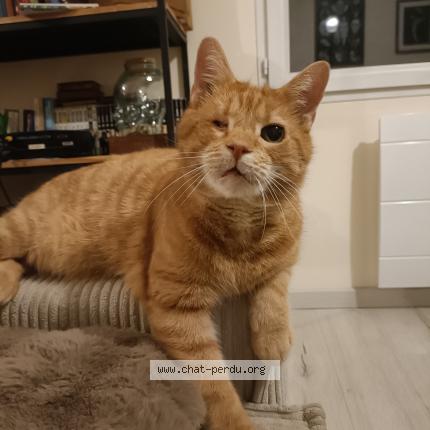 Foto 1/1 Gato encontrado Encontrado en Le havre