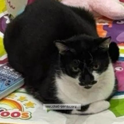 Foto 1/1 Mimine Chat perdido en Toulouse