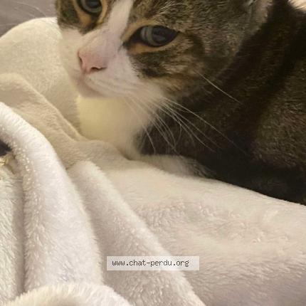 Foto 1/1 Marley Chat perdido en Troyes