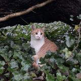 Foto del gato perdido en Saint Quay Perros