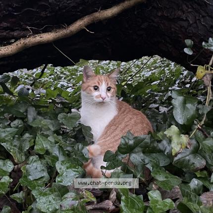 Foto 1/1 Max Chat perdido en Saint quay perros