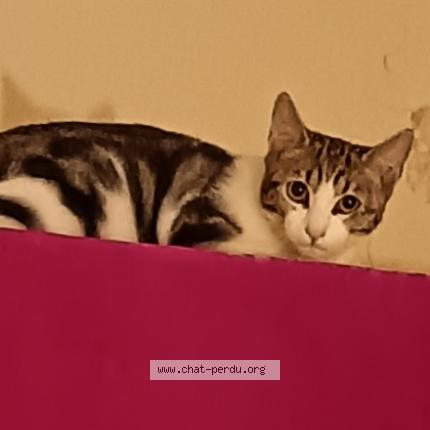 Foto 1/1 Plega Chat perdido en Firmi