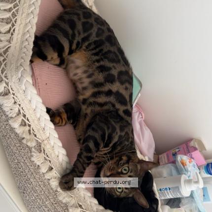 Foto 1/1 Chico Chat perdido en Rillieux la pape