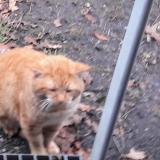 Foto del gato perdido en Le Barp