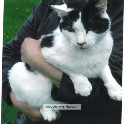 Foto 1/1 LOUIS Chat perdido en Gouex