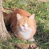 Foto del gato perdido en Sisteron