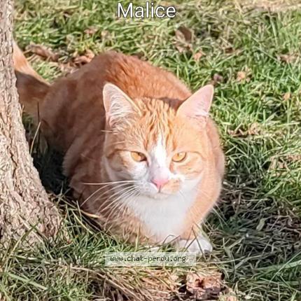 Foto 1/1 Malice Chat perdido en Sisteron