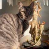 Foto del gato perdido en Lure