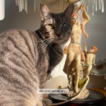 Foto 1/1 Azyr Chat perdido en Lure