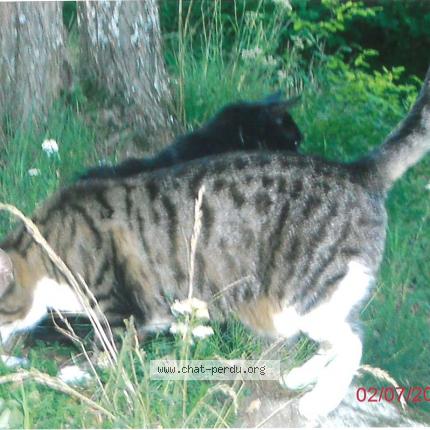 Foto 1/1 RAPETOUNE Chat perdido en Gouex