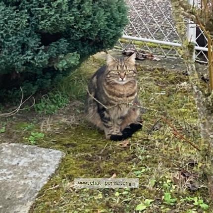 Foto 1/2 Gato encontrado Encontrado en Tinqueux