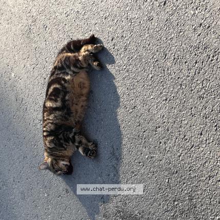 Foto 1/1 Gato encontrado Encontrado en Bressoux