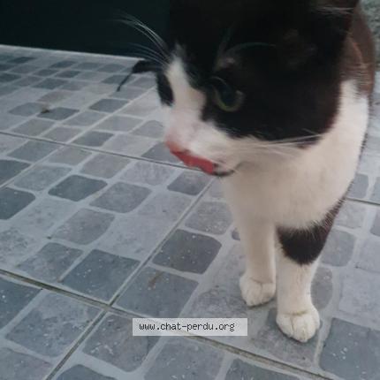 Foto 1/1 Gato encontrado Encontrado en Theix noyalo