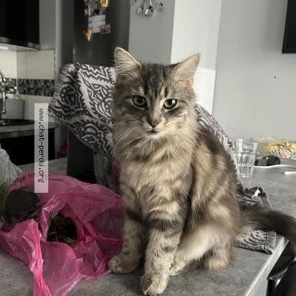 Foto 1/3 Nikita Chat perdido en Nanterre