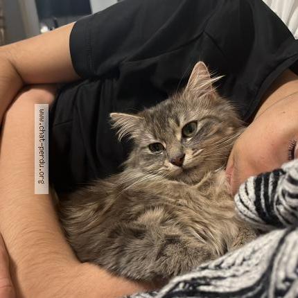 Foto 3/3 Nikita Chat perdido en Nanterre