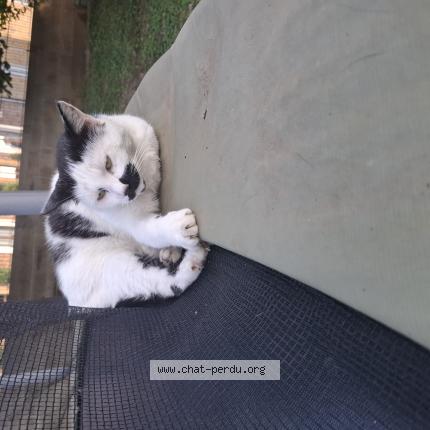 Foto 1/1 Kiki Chat perdido en Noyers pont maugis