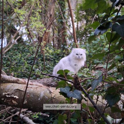 Foto 1/1 Gato encontrado Encontrado en Meaux