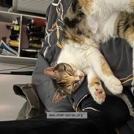 Foto 1/1 Razmette Chat perdido en Roannes saint mary