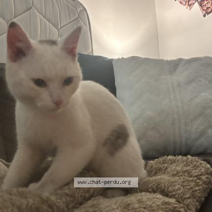 Foto 1/1 Gato encontrado Encontrado en Roubaix