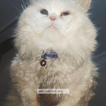 Foto 1/1 Simba Chat perdido en Rawalpindi