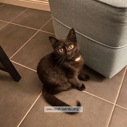 Foto 1/1 Leon Chat perdido en Villejesus aigre 16140