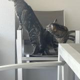 Foto del gato perdido en Frangy