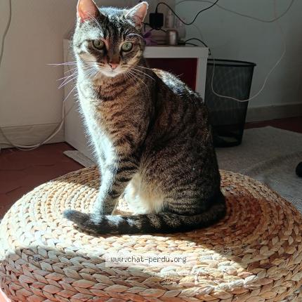 Foto 1/1 Misha Chat perdido en Cavaillon