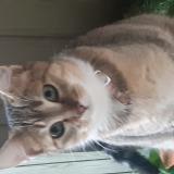 Foto del gato perdido en Montaut