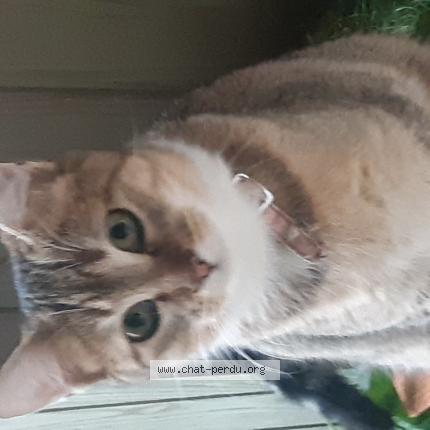Foto 1/1 Sety Chat perdido en Montaut