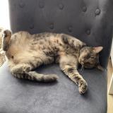 Foto del gato perdido en Estrun