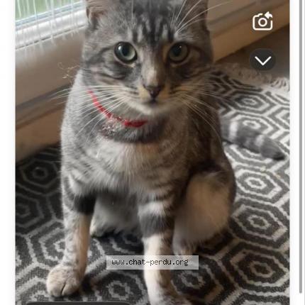 Foto 1/1 Gribouille Chat perdido en Reze