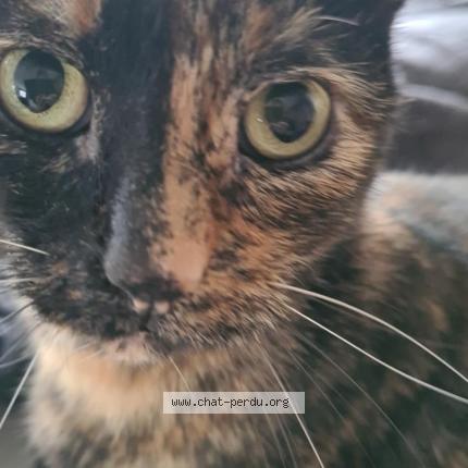 Foto 1/1 Rosy Chat perdido en Corquilleroy