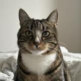 Foto del gato perdido en Collonges Sous Saleve