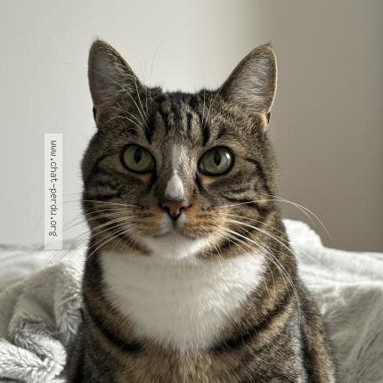 Foto 1/1 Rio Chat perdido en Collonges sous saleve