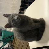 Foto del gato perdido en Nalliers