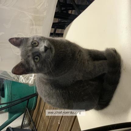 Foto 1/1 Choupinou Chat perdido en Nalliers